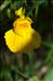 Utricularia australis R.Br.