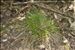 Carex pilulifera L.