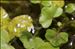 Ranunculus hederaceus L.