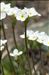 Androsace obtusifolia All.