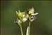 Carex alba Scop.