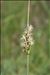 Carex disticha Huds.
