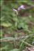 Cephalanthera rubra (L.) Rich.