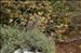 Helichrysum italicum (Roth) G.Don