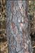 Pinus pinaster Aiton