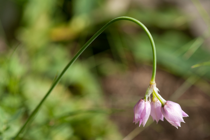 L’ail à fleurs de narcisse ( Allium narcissiflorum Vill.)