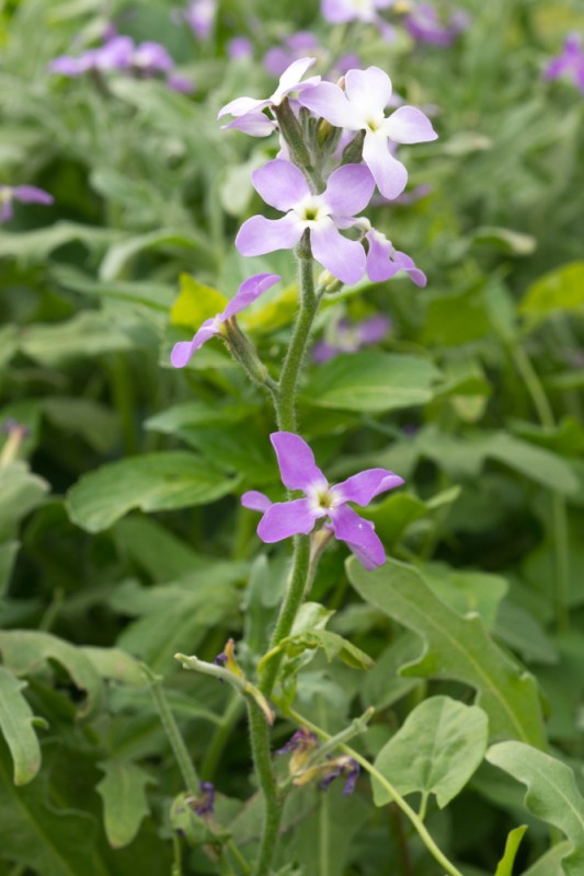 Matthiola tricuspidata (L.) R.Br. ( Matthiole à trois pointes ...