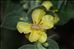 Verbascum lychnitis L.