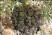 Limonium contortirameum (Mabille) Erben