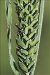Carex elata All. subsp. elata
