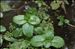 Veronica beccabunga L.