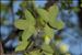 Acer monspessulanum L.