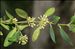 Buxus sempervirens L.