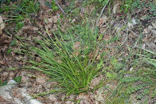 Carex olbiensis Jord.