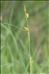 Carex hostiana DC.