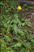 Crepis pyrenaica (L.) Greuter