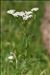 Achillea millefolium L.