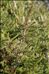 Erica carnea L.