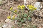 Euphorbia corsica Req.