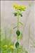 Euphorbia flavicoma subsp. verrucosa (Fiori) Pignatti