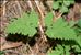 Gymnocarpium dryopteris (L.) Newman