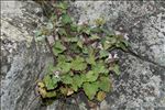 Lamium garganicum subsp. corsicum (Godr.) Mennema