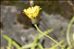 Tolpis staticifolia (All.) Sch.Bip.