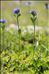 Veronica bellidioides L.