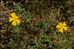 Cistus lasianthus subsp. alyssoides (Lam.) Demoly