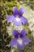 Pinguicula longifolia subsp. caussensis Casper