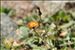 Pilosella aurantiaca (L.) F.W.Schultz & Sch.Bip. subsp. aurantiaca