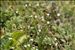 Linum catharticum L.