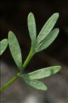 Bunium alpinum subsp. corydalinum (DC.) Nyman
