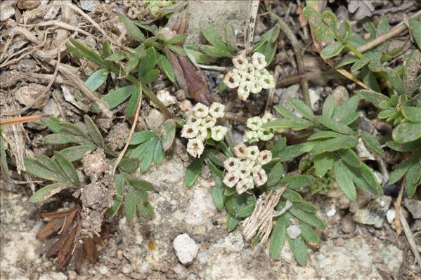 Bunium alpinum subsp. corydalinum (DC.) Nyman