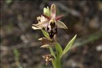 Ophrys morisii (Martelli) Soó