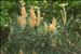 Pinus sylvestris L.