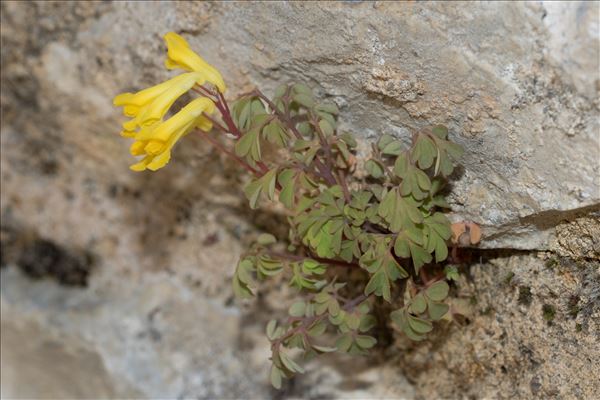 Pseudofumaria lutea (L.) Borkh.