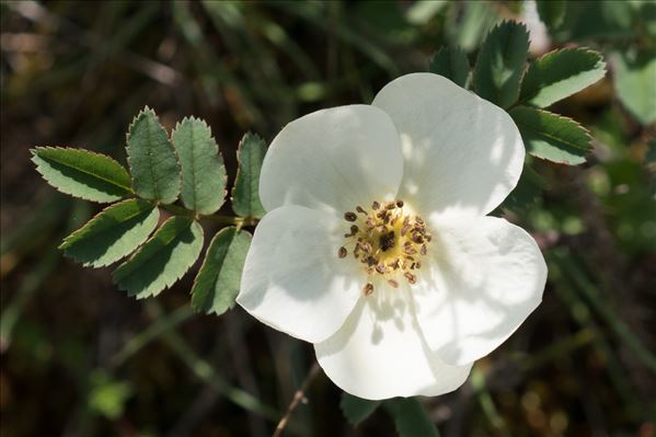 Rosa spinosissima L.